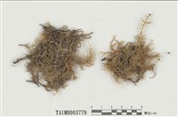 藏品(狹網美喙苔)的圖片